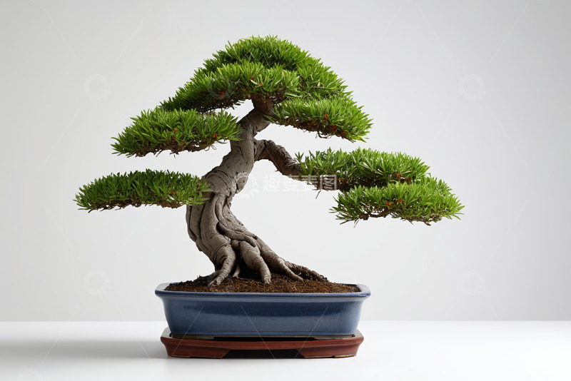高清大图下载【趣麦麦图】精致造型的盆栽松树