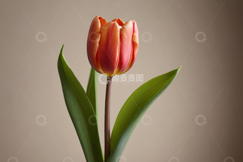 高清大图下载【趣麦麦图】橙红色郁金香特写