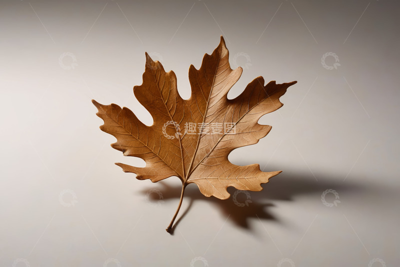 高清大图下载【趣麦麦图】棕色枫叶特写素材