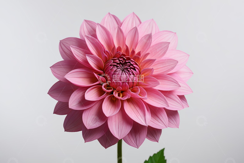 高清大图下载【趣麦麦图】粉色大丽花特写