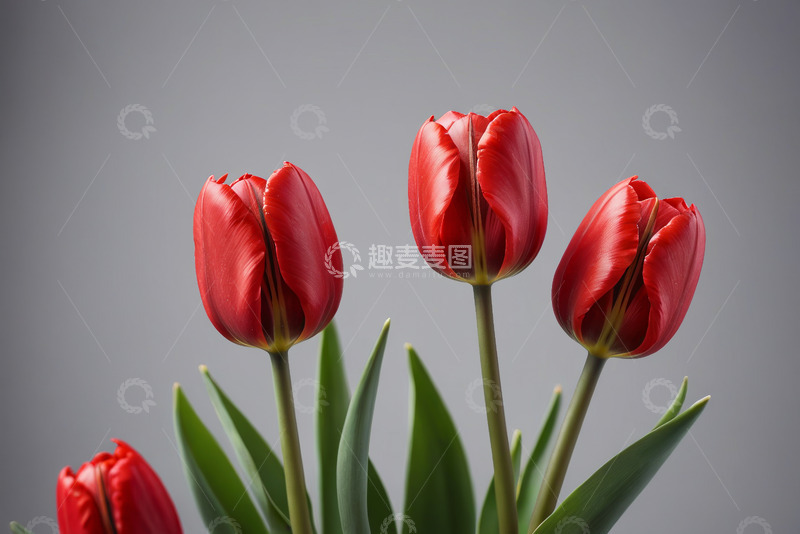 高清大图下载【趣麦麦图】红色郁金香特写