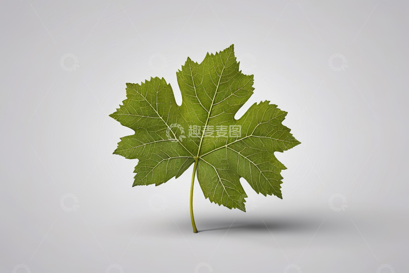 高清大图下载【趣麦麦图】绿色枫叶特写素材