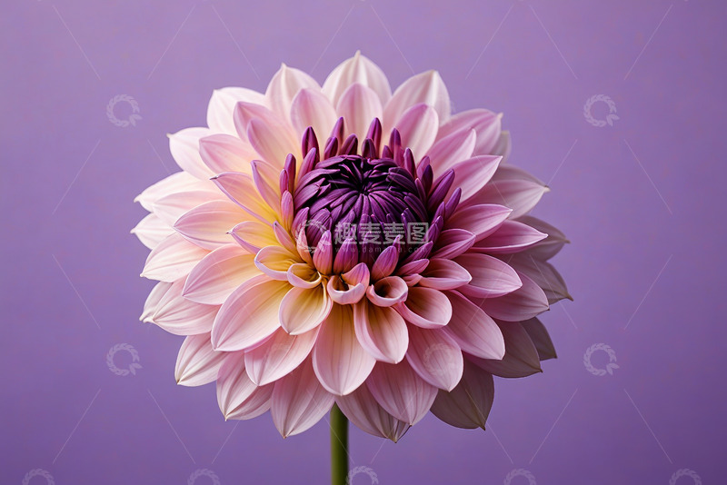 高清大图下载【趣麦麦图】大丽花特写自然花卉素材