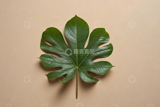 浅背景上的绿色植物叶片