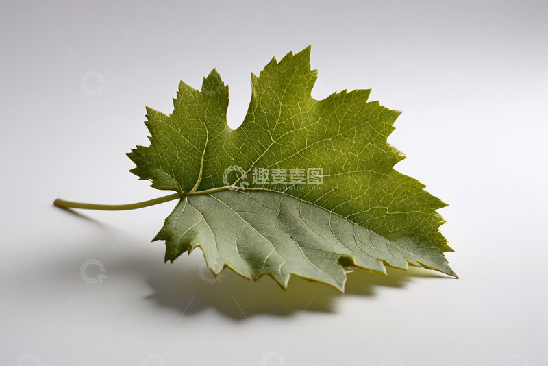 高清大图下载【趣麦麦图】单片绿色植物叶子特写