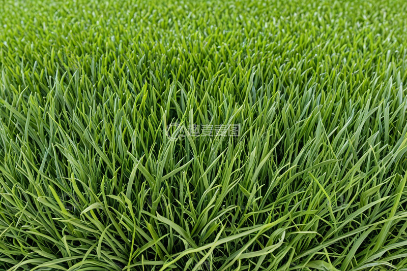 高清大图下载【趣麦麦图】绿色茂盛草地特写