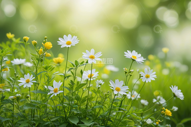 高清大图下载【趣麦麦图】清新自然雏菊花卉景象