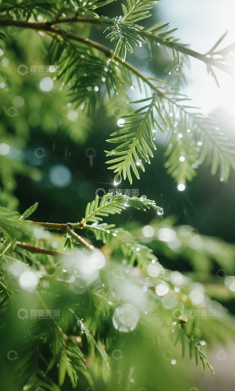 高清大图下载【趣麦麦图】雨后松枝清新壁纸