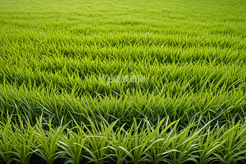高清大图下载【趣麦麦图】绿色稻田田园风光素材