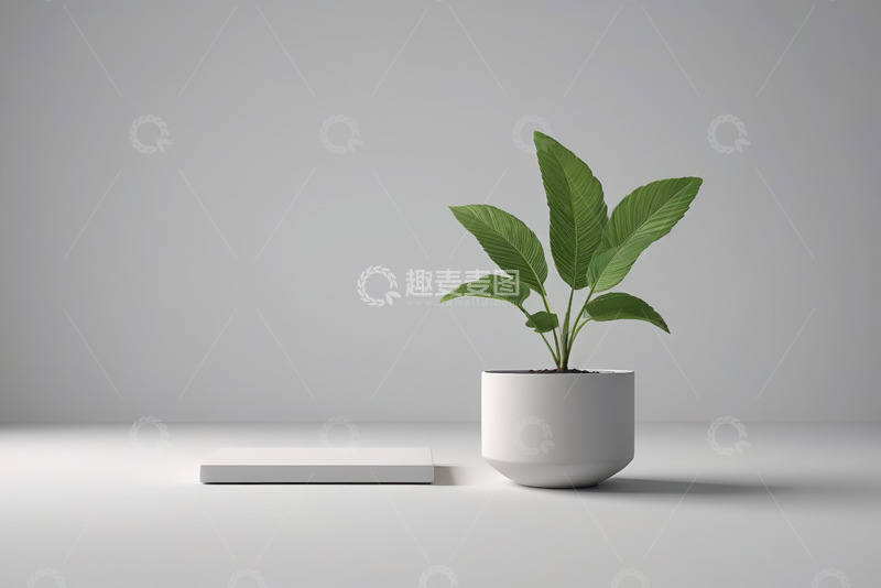 高清大图下载【趣麦麦图】白色花盆中的绿植展示