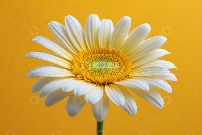 高清大图下载【趣麦麦图】黄色背景白色花朵特写