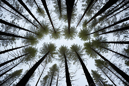 仰视视角下的森林松树景观