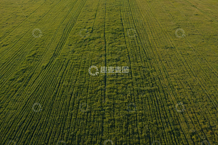 航拍绿色农田景观