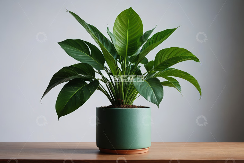 高清大图下载【趣麦麦图】桌上绿植盆栽特写