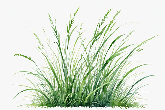 水彩风格绿色野草素材