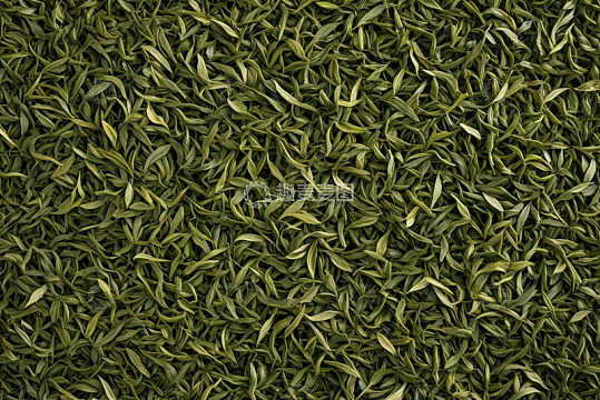 特写绿茶茶叶素材