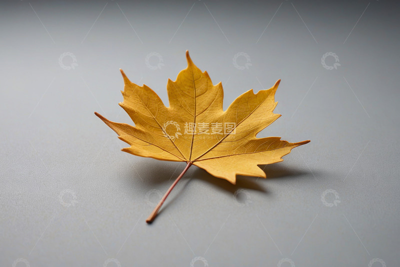 高清大图下载【趣麦麦图】黄色枫叶特写