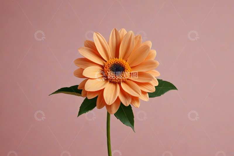 高清大图下载【趣麦麦图】橙色花朵特写