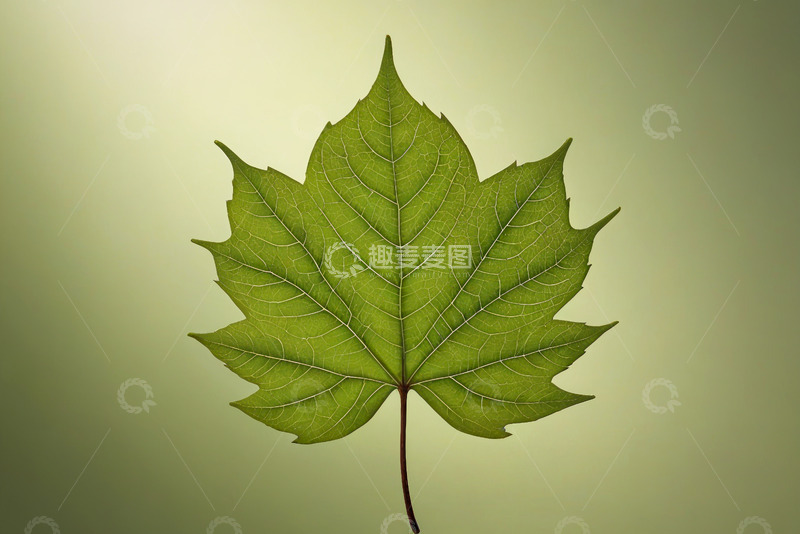 高清大图下载【趣麦麦图】绿色枫叶特写