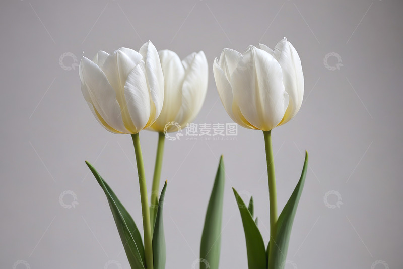 高清大图下载【趣麦麦图】白色郁金香特写
