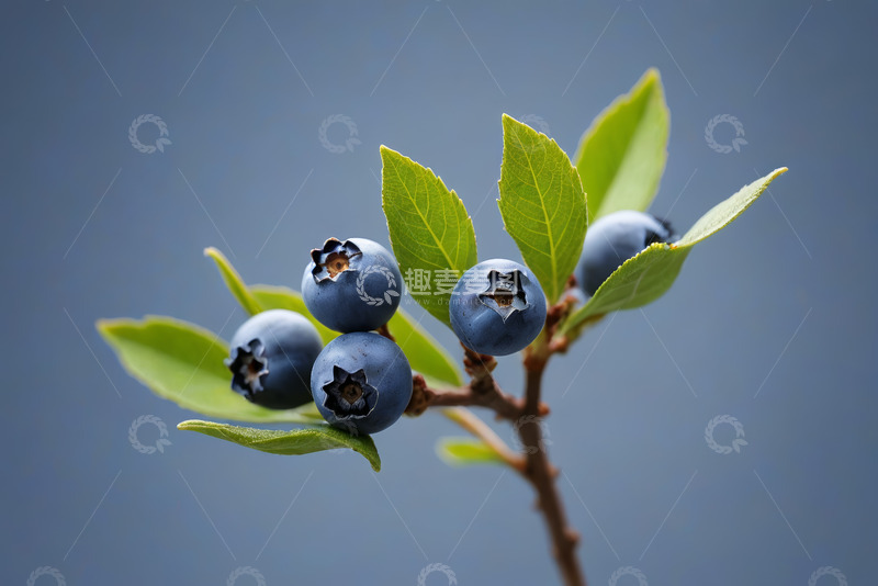 高清大图下载【趣麦麦图】枝头蓝莓与绿叶特写