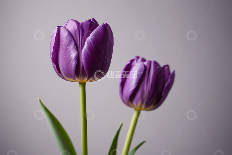 高清大图下载【趣麦麦图】紫色郁金香特写