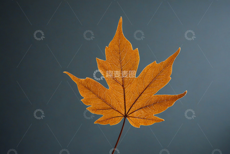 高清大图下载【趣麦麦图】特写黄色枫叶
