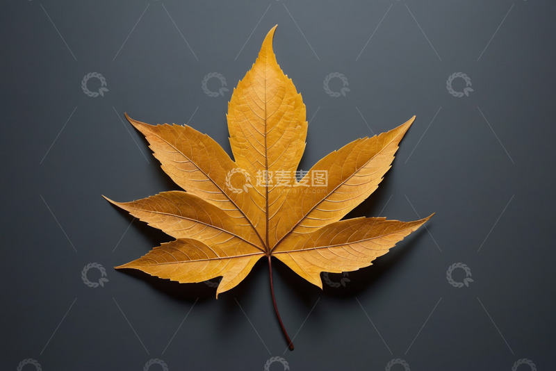 高清大图下载【趣麦麦图】黄色枫叶特写素材