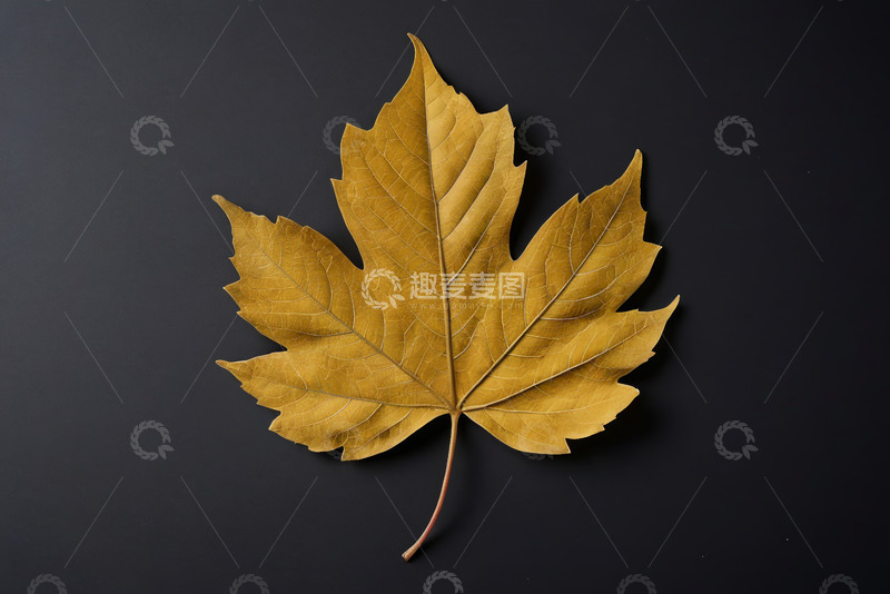 高清大图下载【趣麦麦图】黑色背景上的单片金黄枫叶