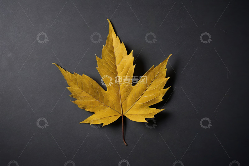 高清大图下载【趣麦麦图】黑色背景上的黄色枫叶素材