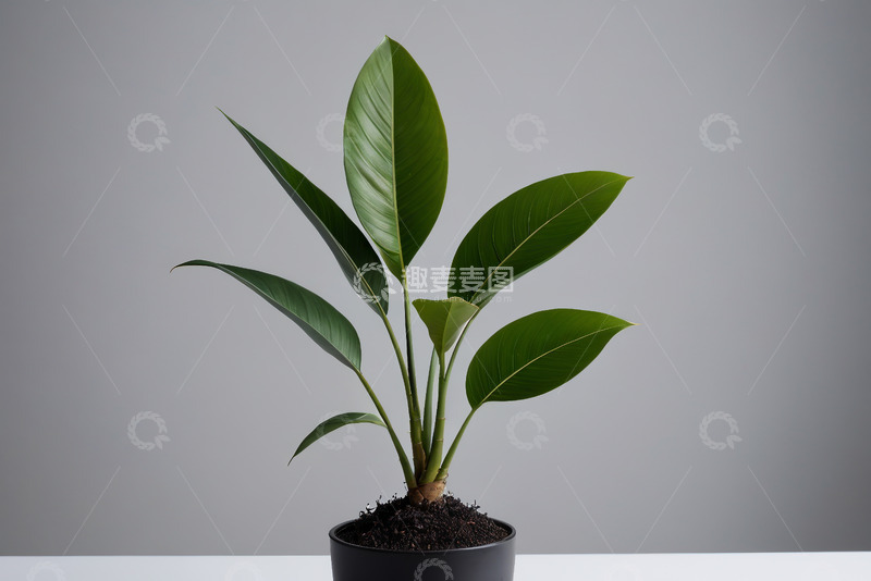 高清大图下载【趣麦麦图】盆栽绿植特写