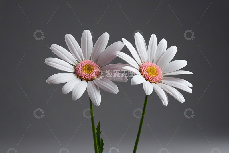 高清大图下载【趣麦麦图】两朵白色雏菊特写