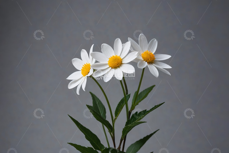 高清大图下载【趣麦麦图】三朵白色雏菊特写