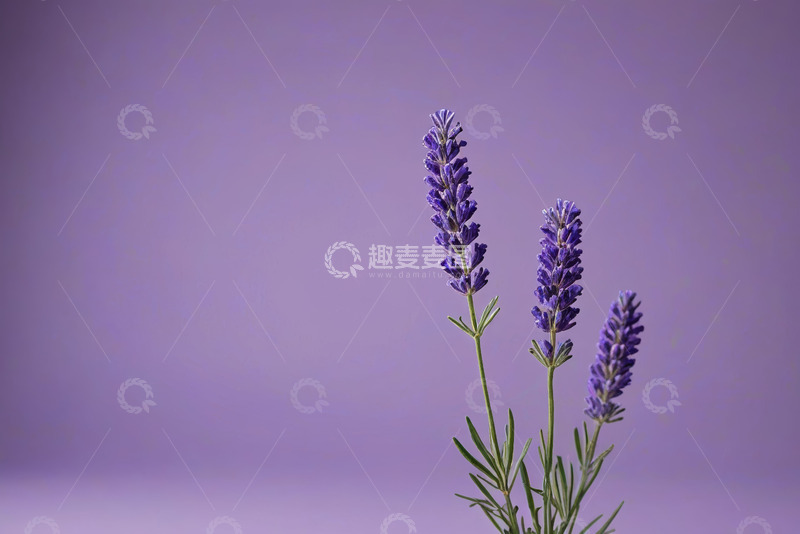 高清大图下载【趣麦麦图】紫色背景下的薰衣草特写