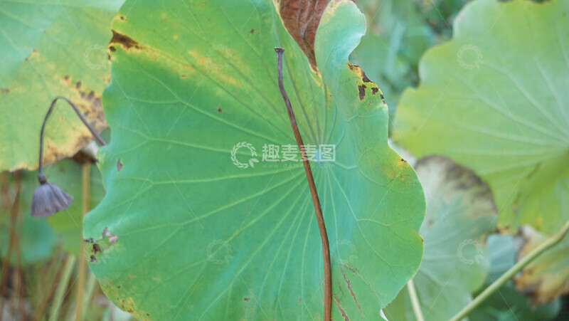 高清大图下载【趣麦麦图】荷叶特写自然植物摄影