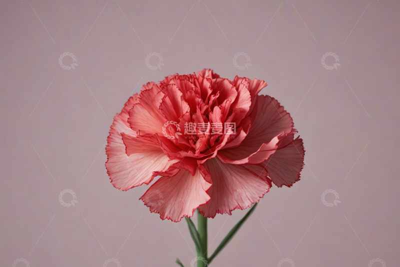 高清大图下载【趣麦麦图】粉色康乃馨特写