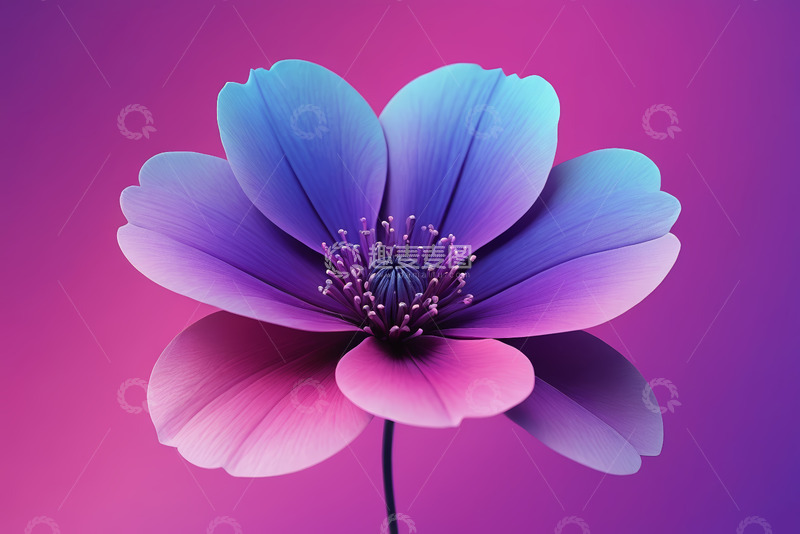 高清大图下载【趣麦麦图】渐变背景下的多彩花朵