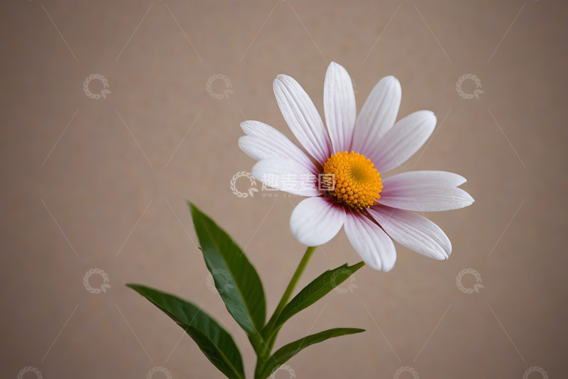 高清大图下载【趣麦麦图】单朵雏菊特写