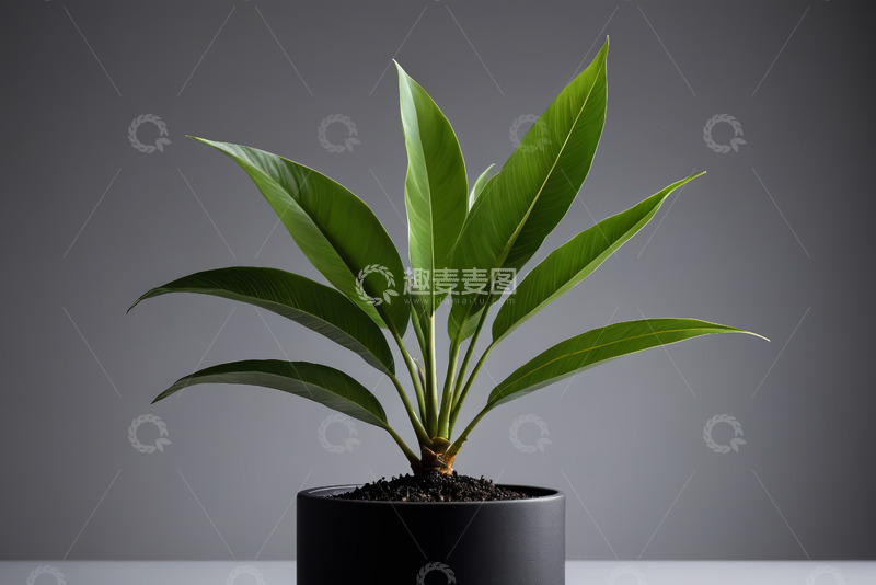 高清大图下载【趣麦麦图】盆栽绿植特写