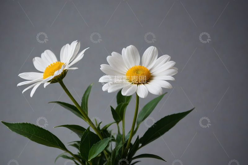 高清大图下载【趣麦麦图】两朵白色雏菊特写