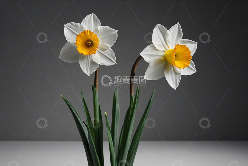 高清大图下载【趣麦麦图】两朵盛开的水仙花静物图