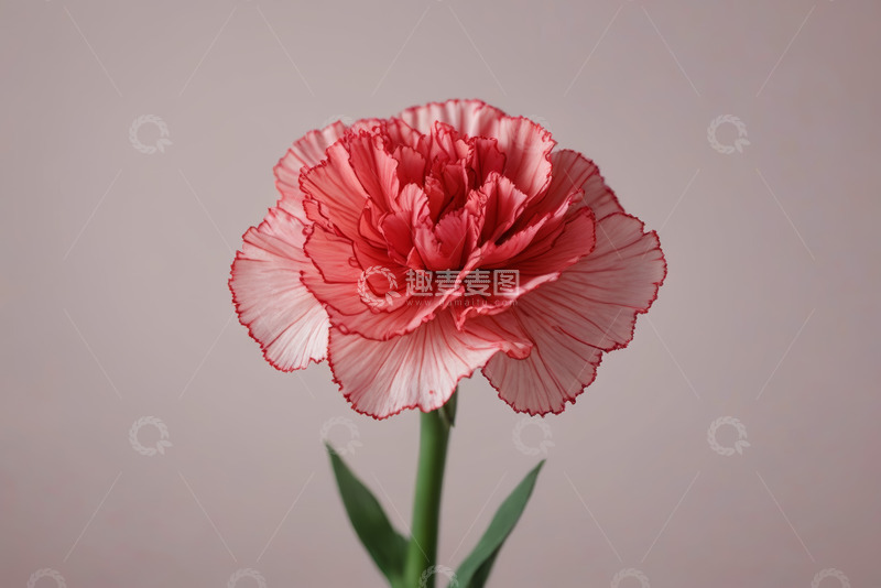 高清大图下载【趣麦麦图】粉色康乃馨花卉特写
