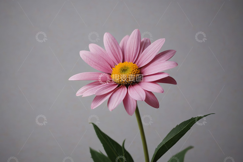 高清大图下载【趣麦麦图】粉色花朵特写