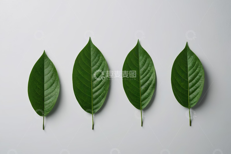 高清大图下载【趣麦麦图】四片绿叶排列在白色背景上