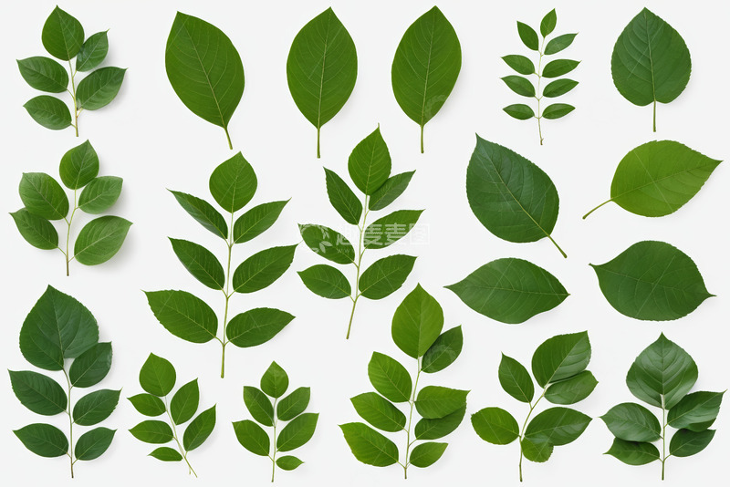 高清大图下载【趣麦麦图】白色背景上的多样绿色树叶