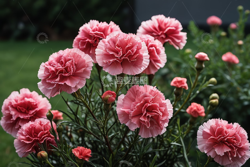 高清大图下载【趣麦麦图】粉色康乃馨花卉特写