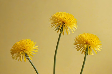 黄色蒲公英特写