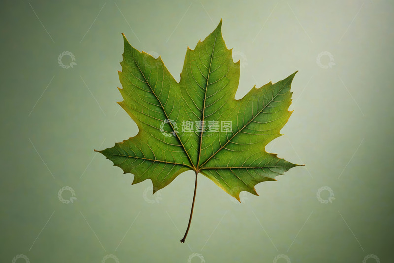 高清大图下载【趣麦麦图】绿色枫叶特写