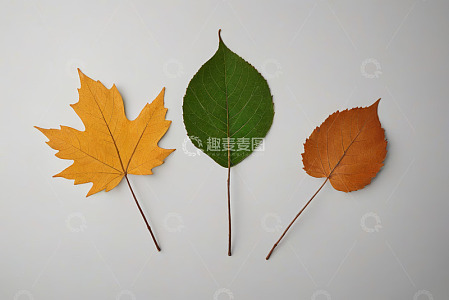 三片不同颜色的秋叶特写
