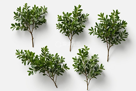 白色背景上的绿色植物素材